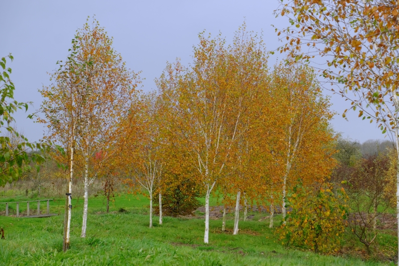 Cherry Tree Arboretum